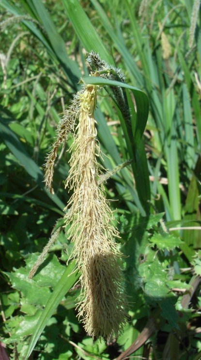 Carex pendula / Carice maggiore